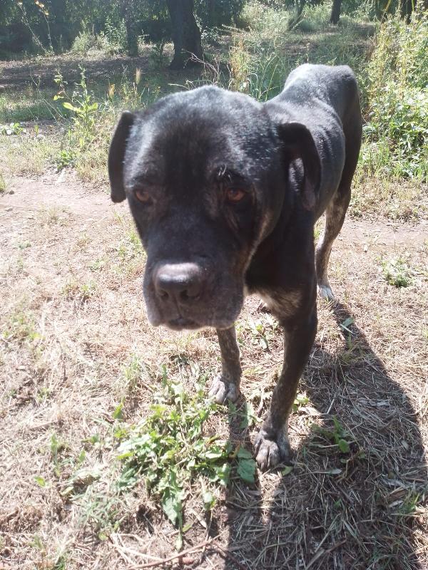 ✨ Igor, gigante buono in cerca di una seconda occasione ✨ Foto 3